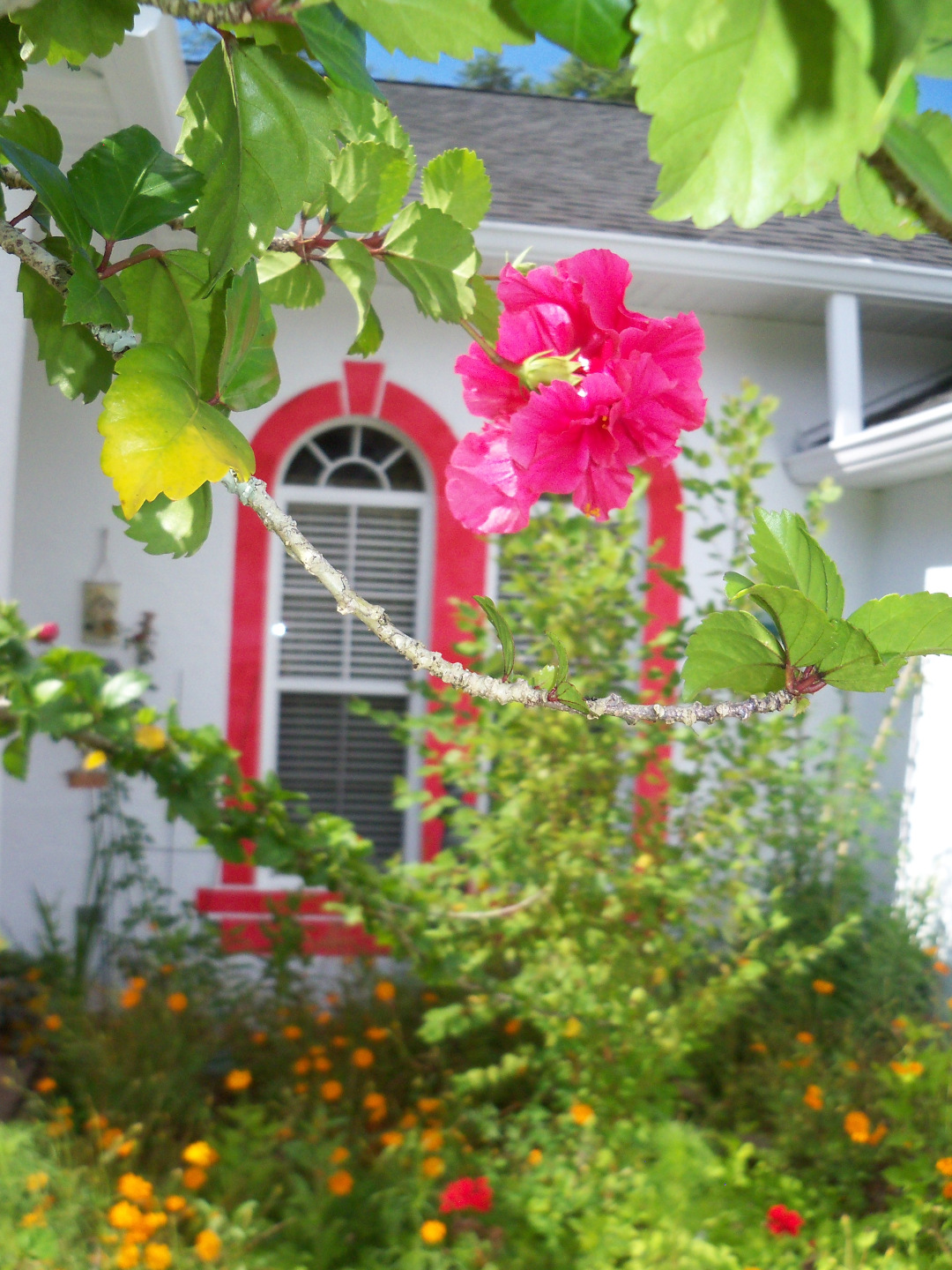 pink hibiscus