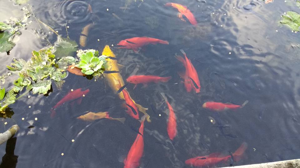 Koi in a pond