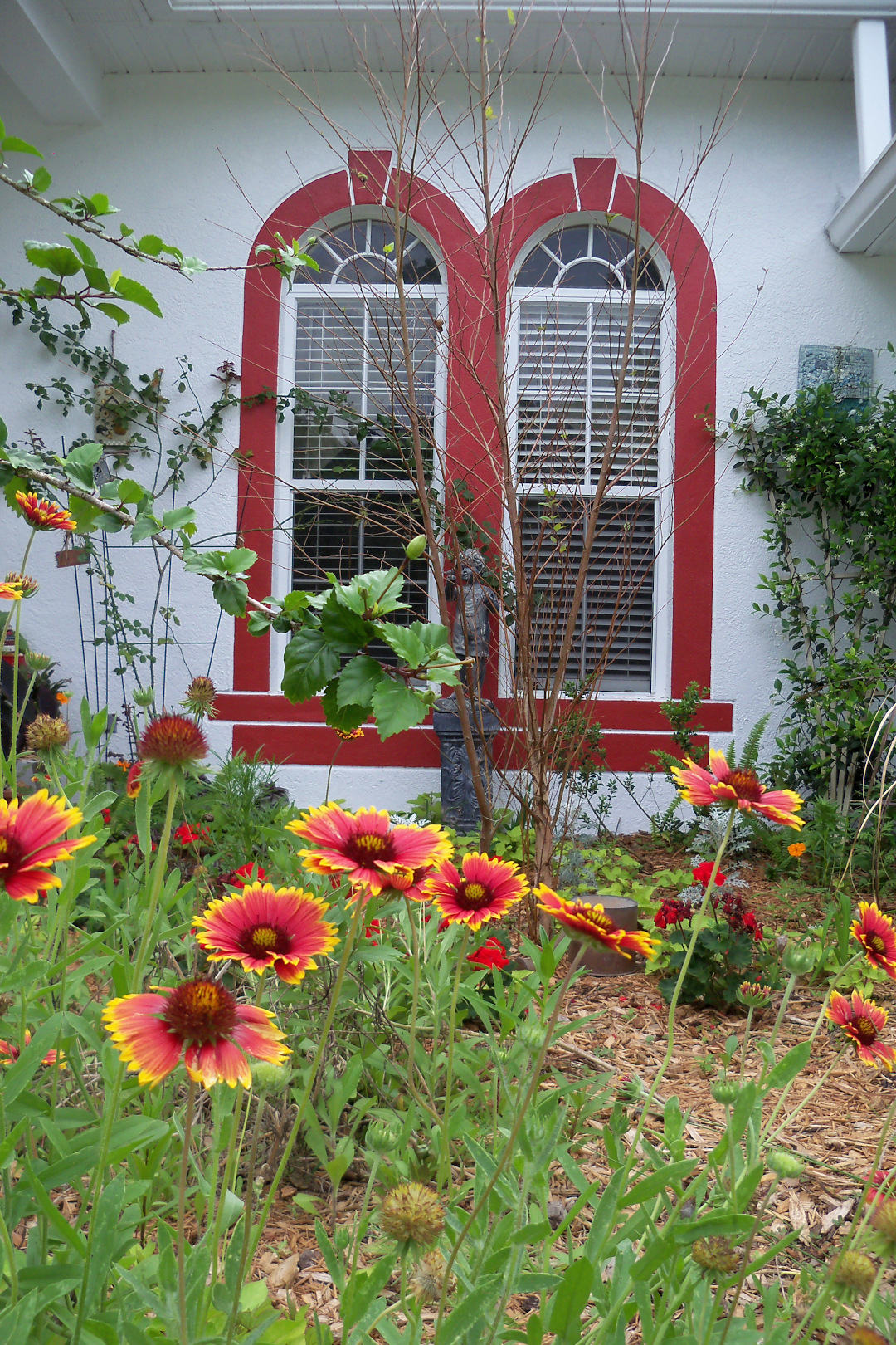 blanket flower