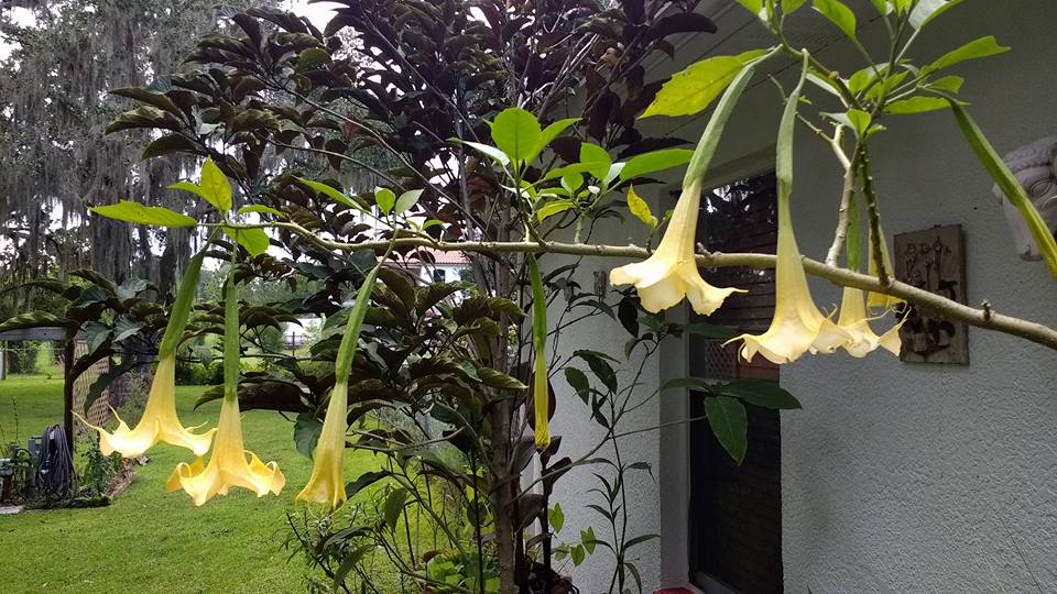 Angel’s trumpet