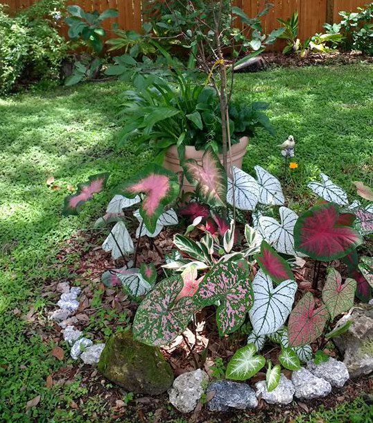 caladiums