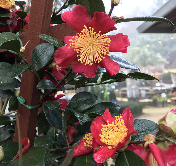 ‘Yueltide’ camellia