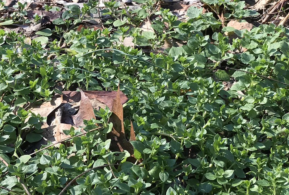 Chickweed