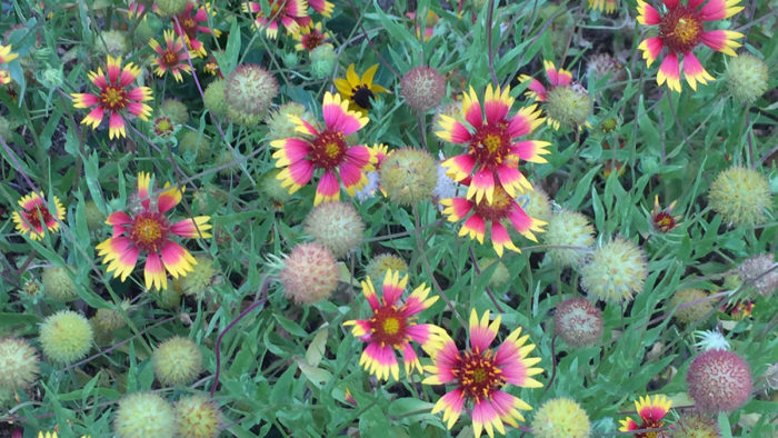 indian blanket wildflower