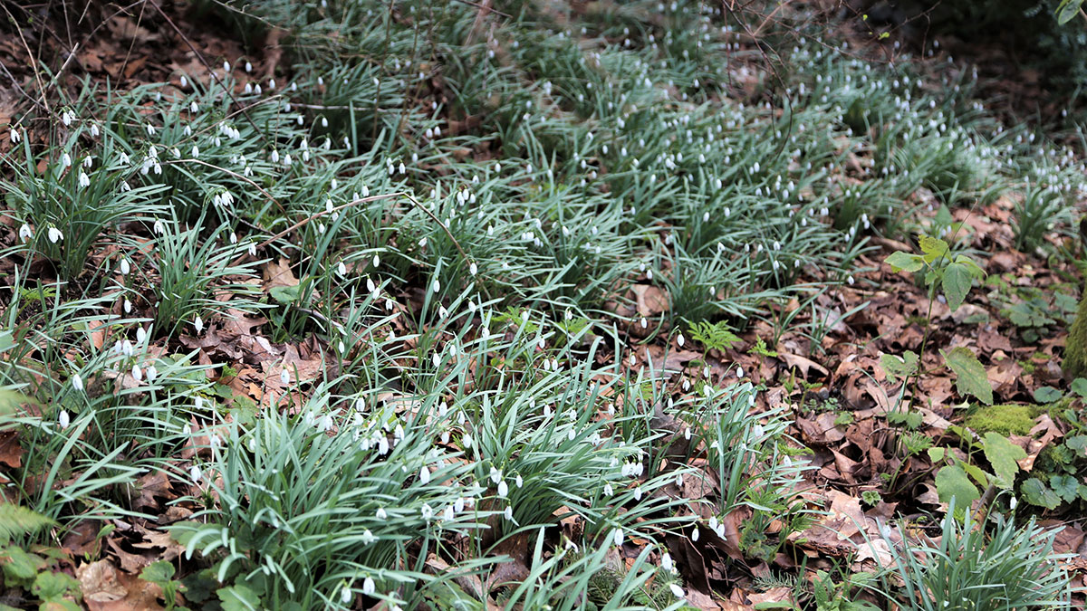 snowdrops