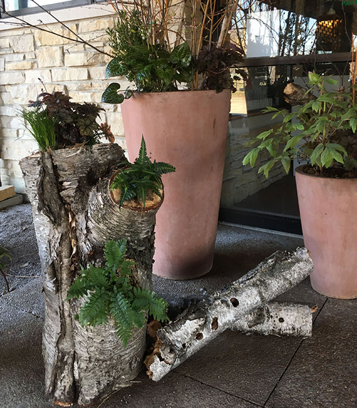 https://images.finegardening.com/app/uploads/2020/03/04131617/RGMW-3FEB-stump-as-planter.jpg