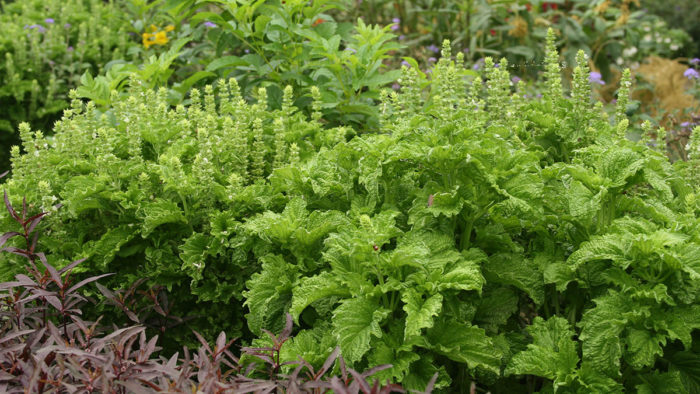 ‘Green Ruffles’ basil