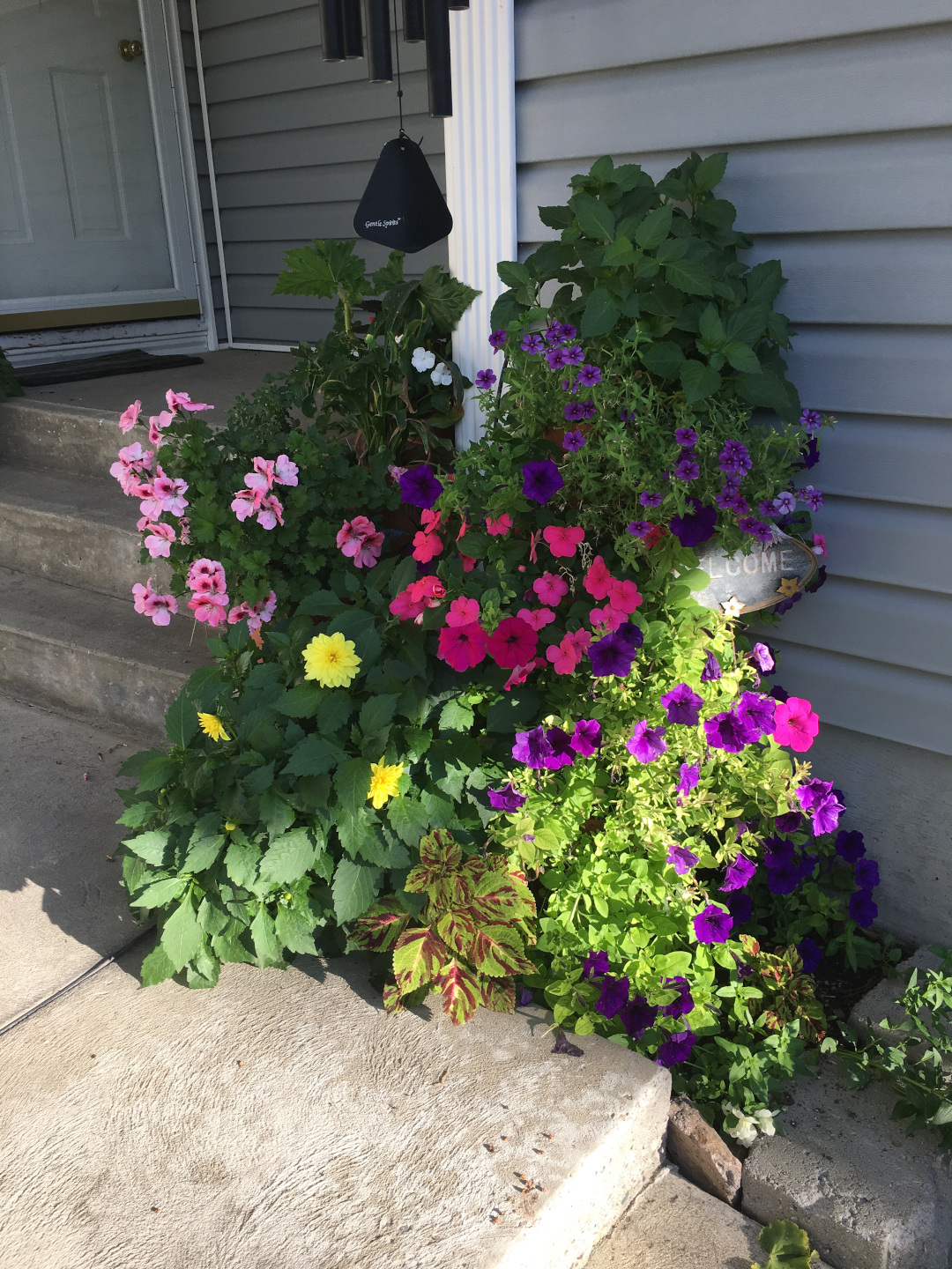 front door plants