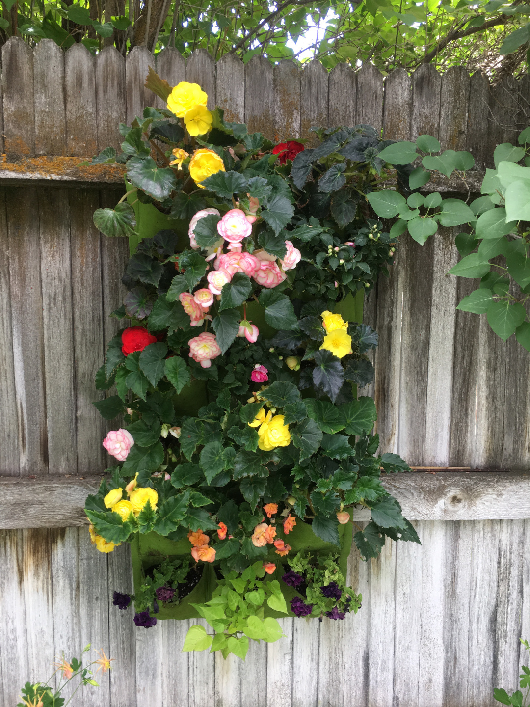 flowers on a fence