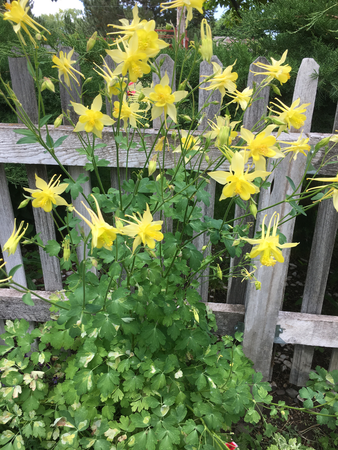 Aquilegia chrysantha