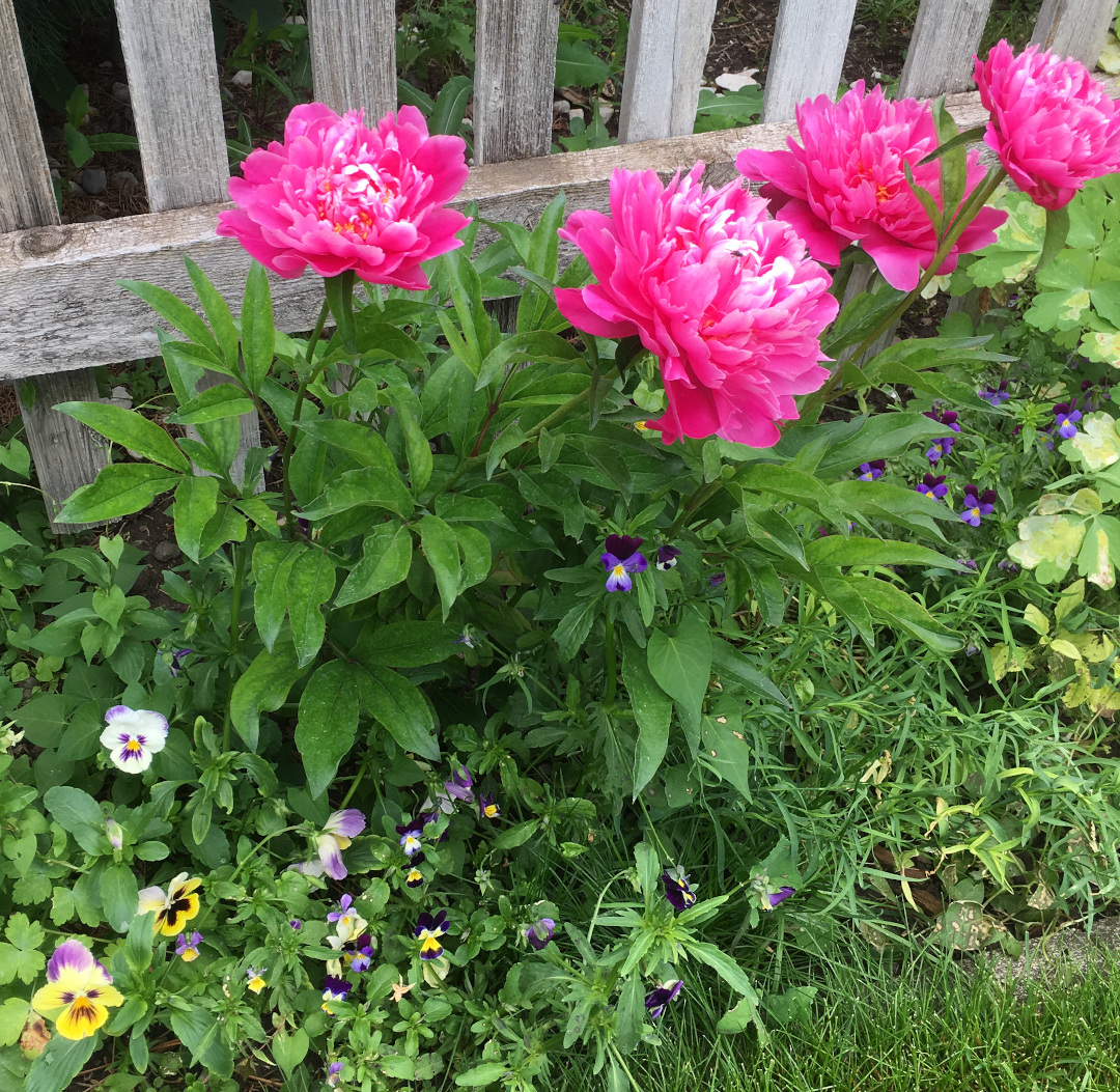 hybrid garden peonies