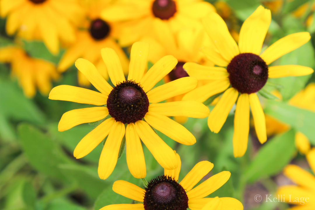 Black-eye Susans