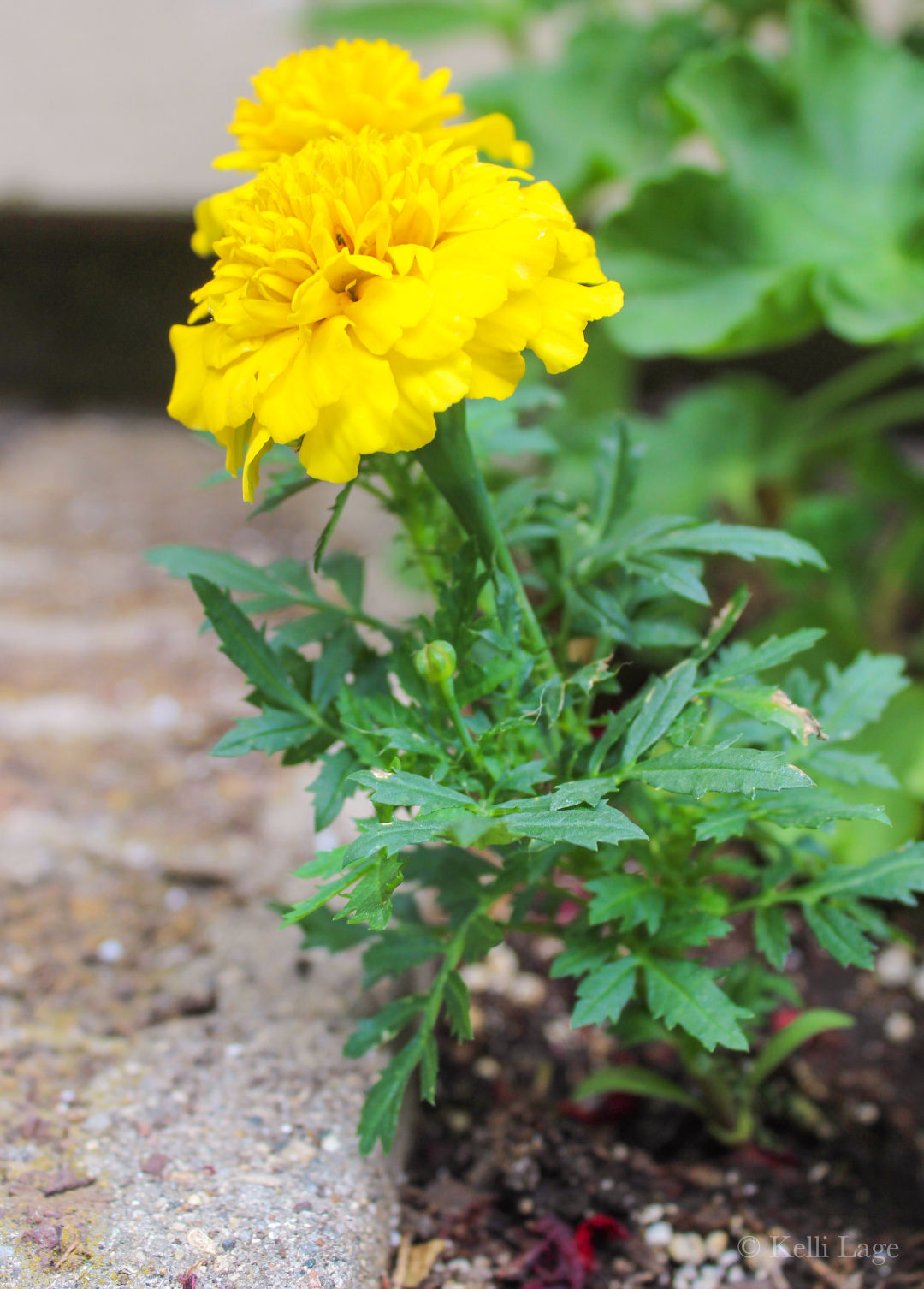 Marigolds