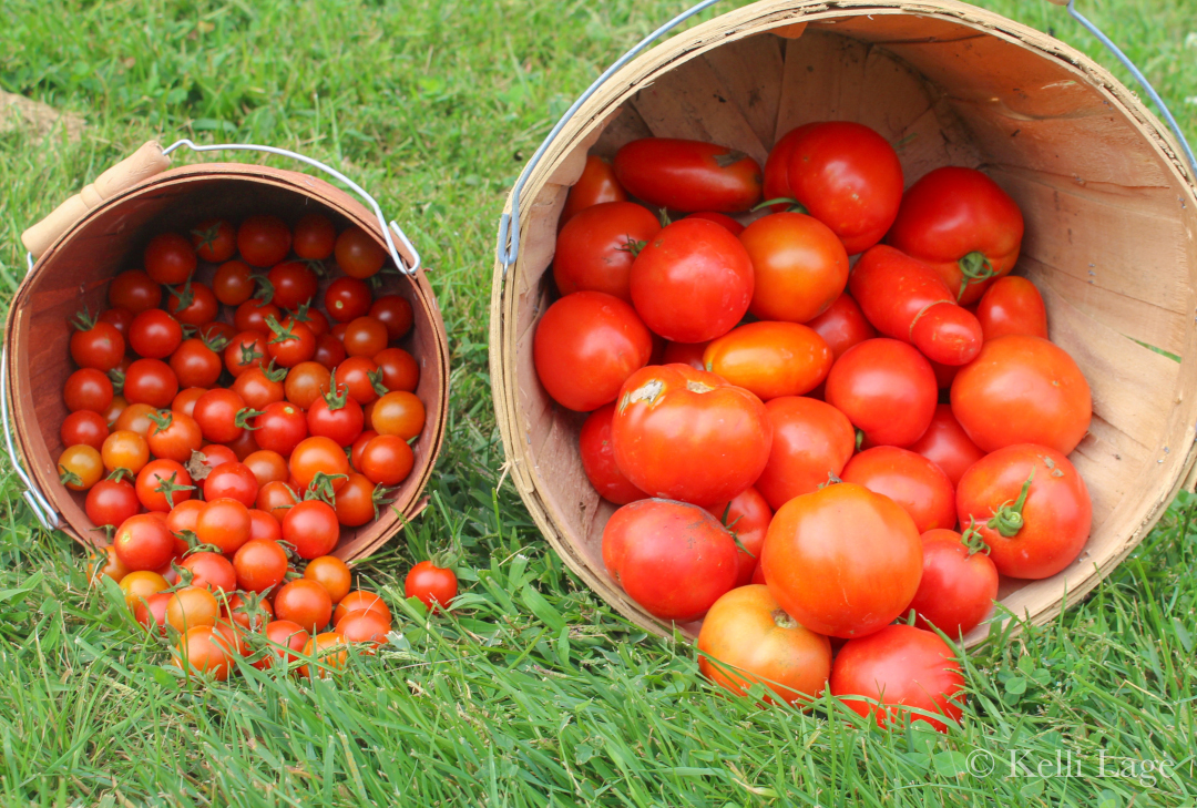 tomatoes