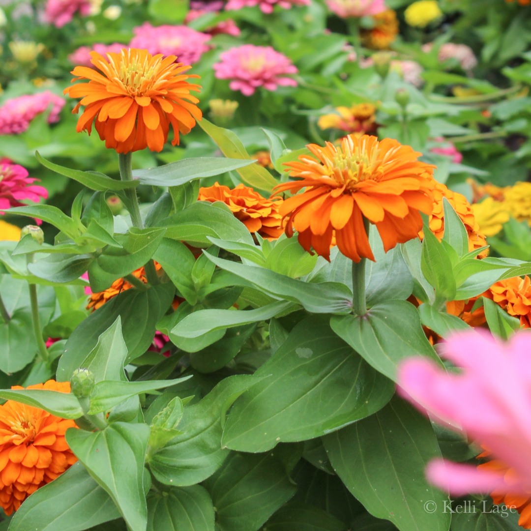 Zinnias