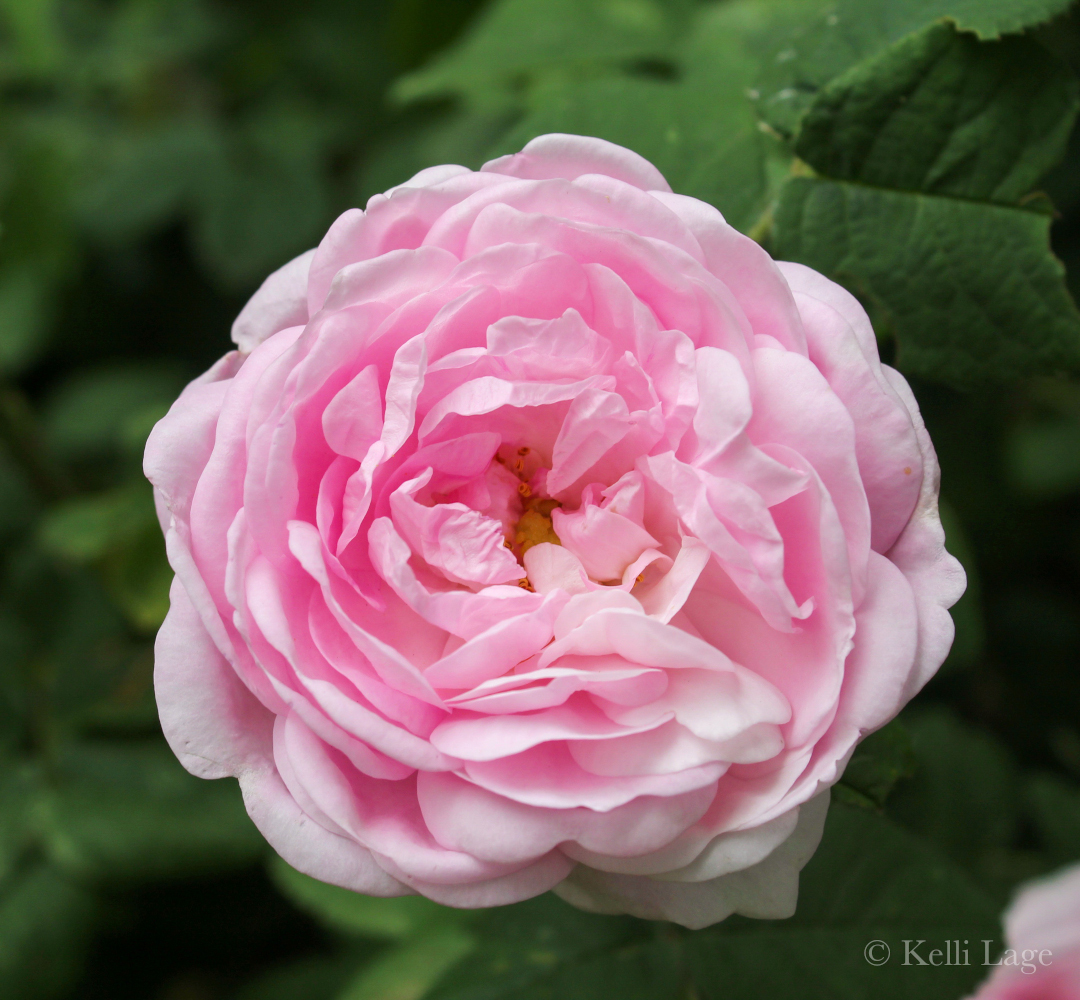 old-fashioned looking rose