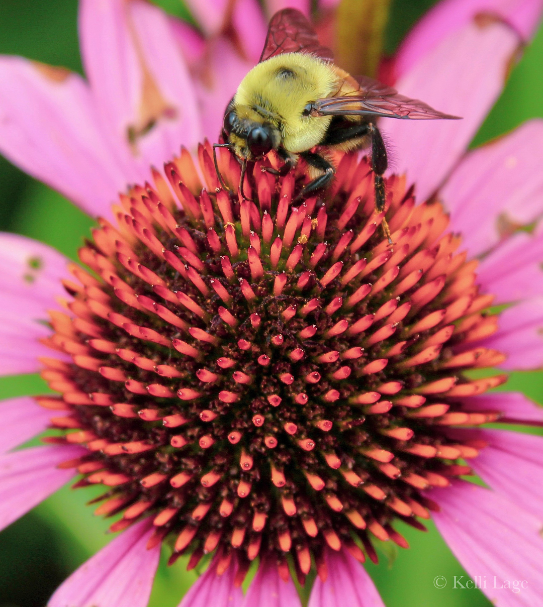 purple coneflower