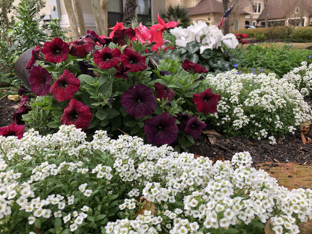 sweet alyssum