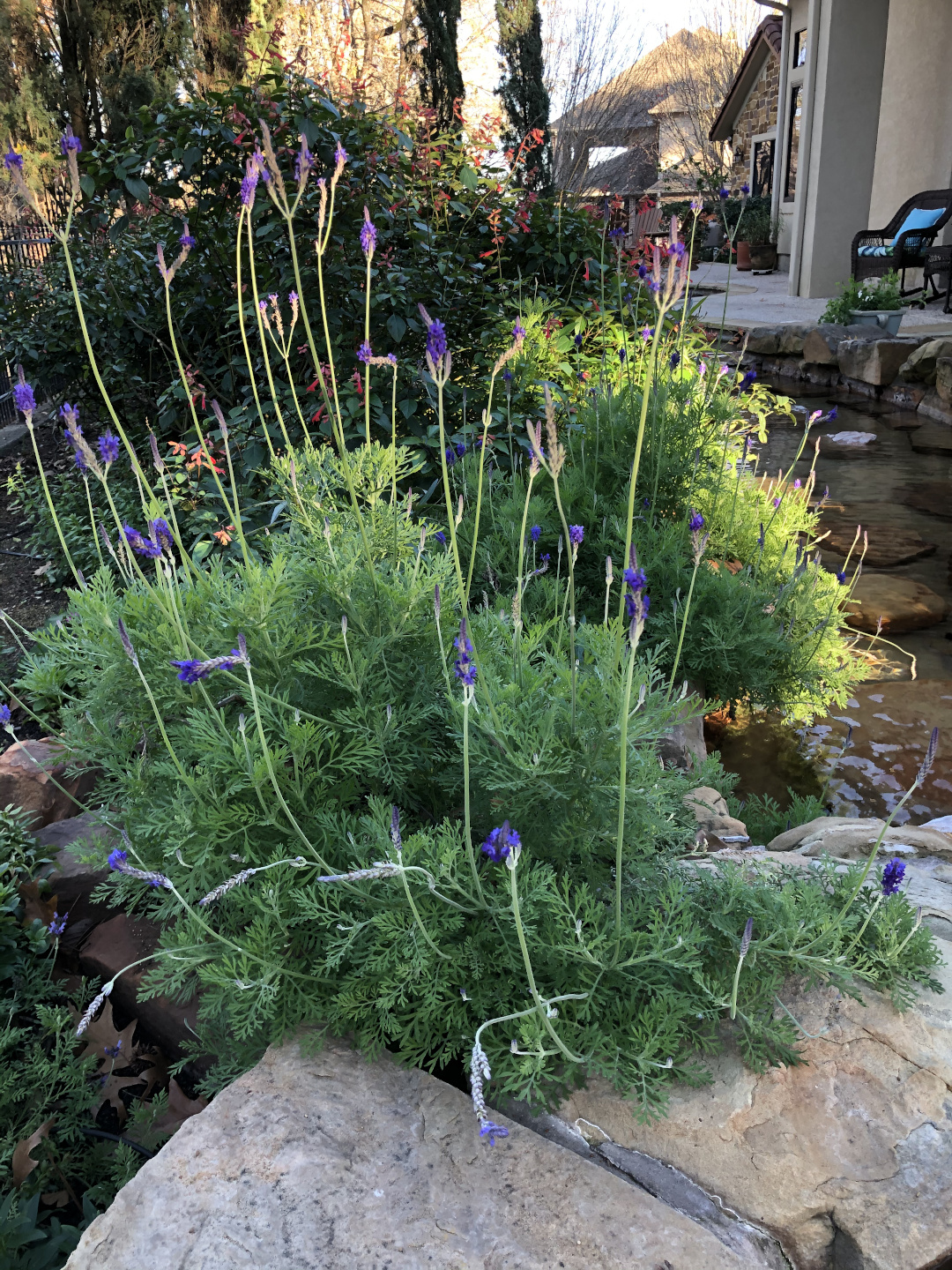 Lavandula multifida