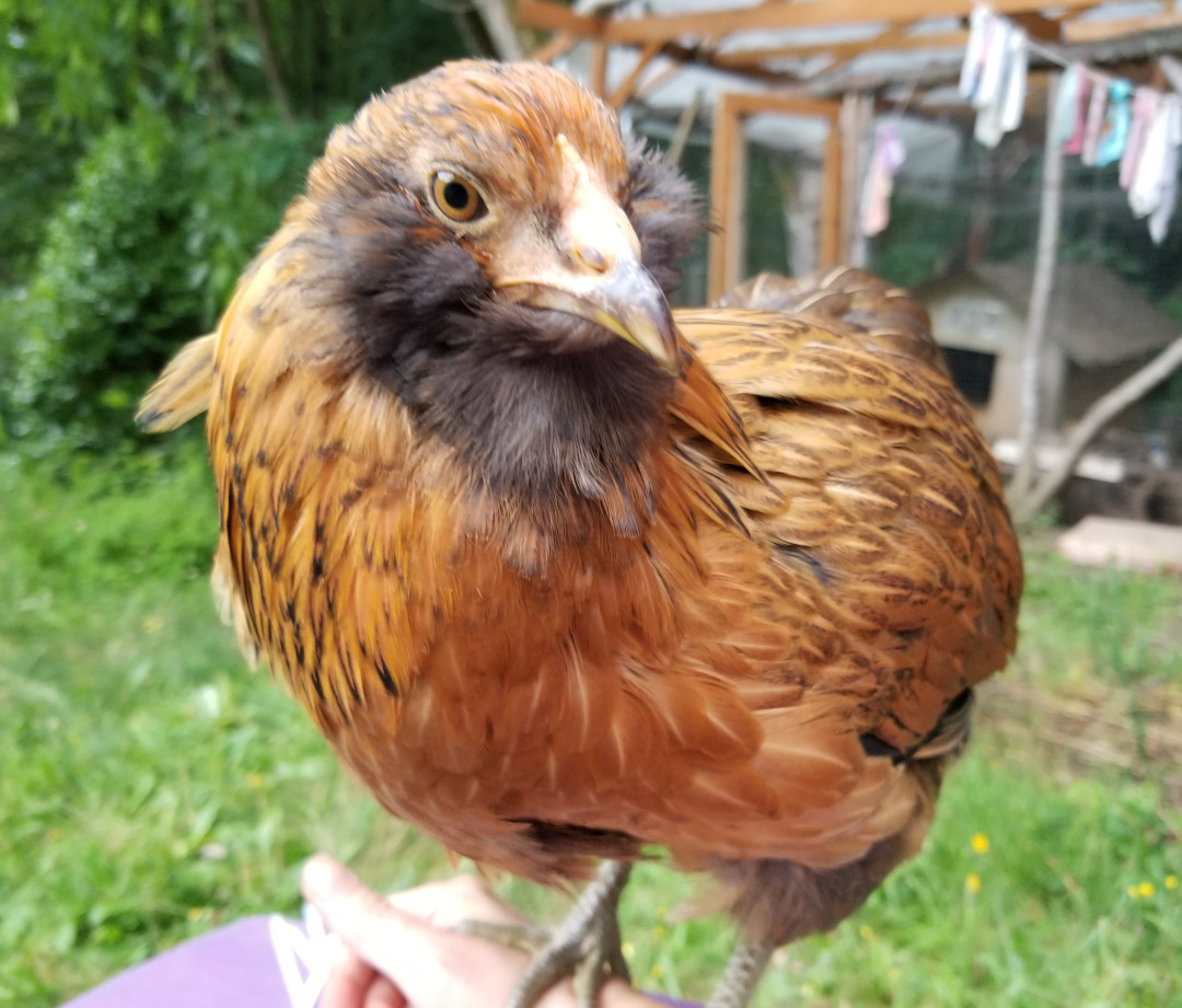 americauna pullet