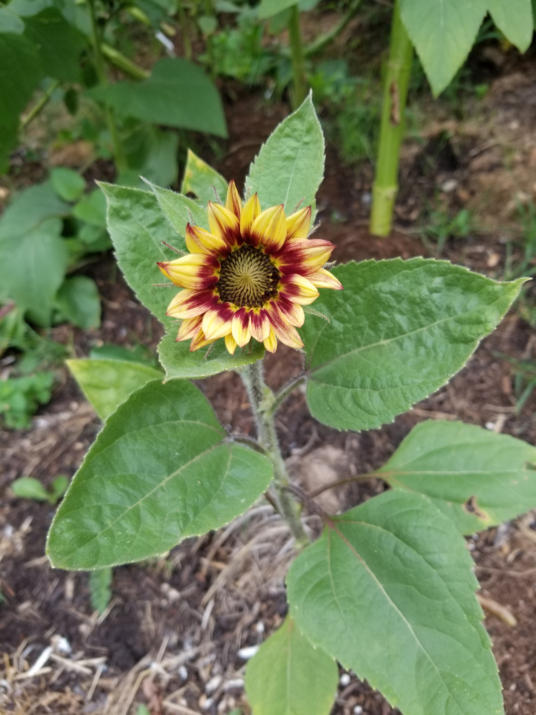 ‘Joker’ sunflower