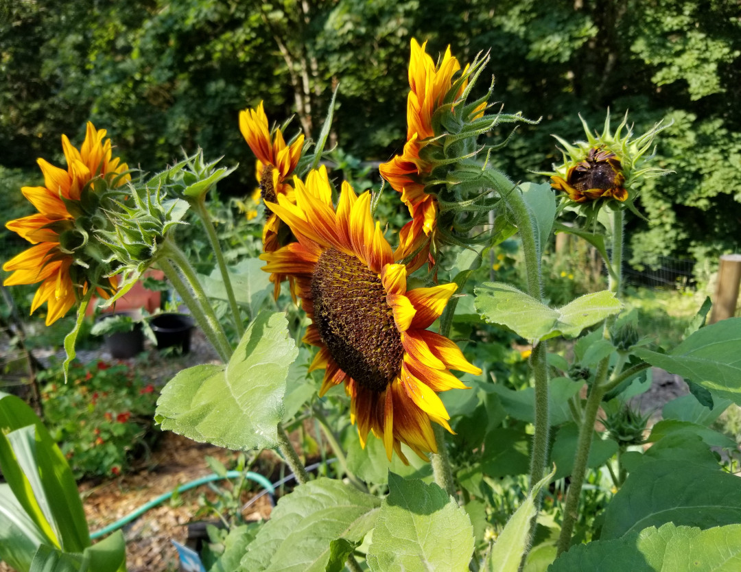 Sunflower ‘Ring of Fire’