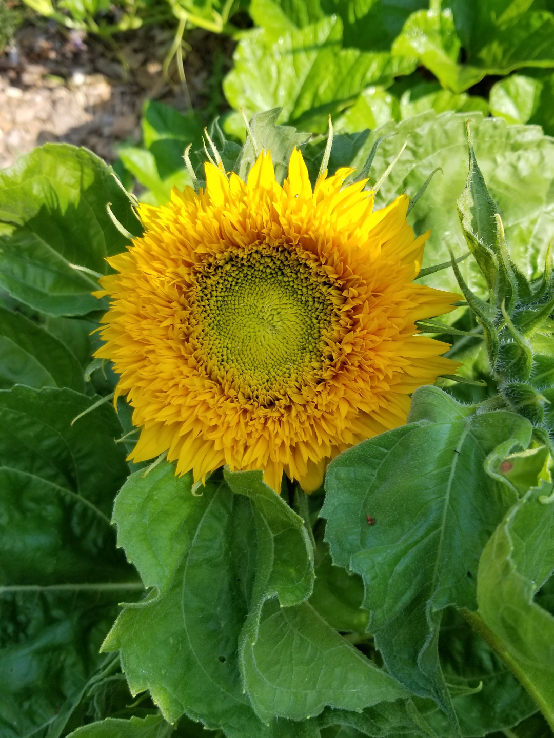 ‘Teddy Bear’ sunflower