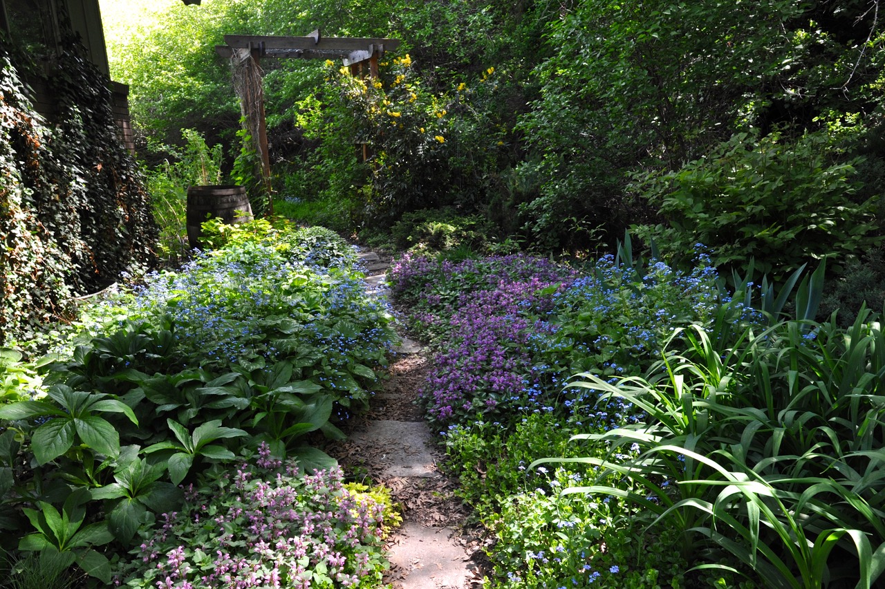 plants along a pathway