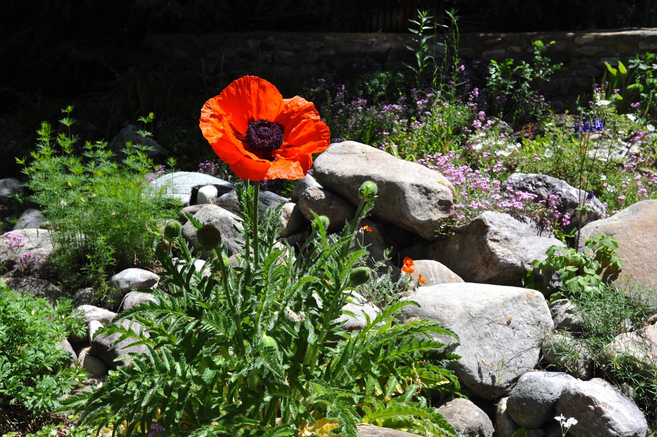 poppies