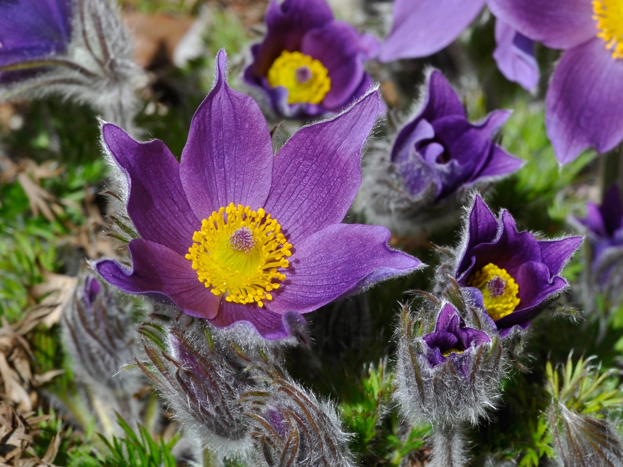 Pasque flowers