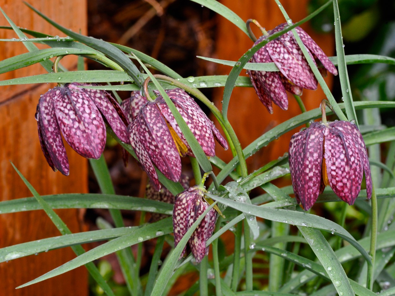 Snake’s head fritillary