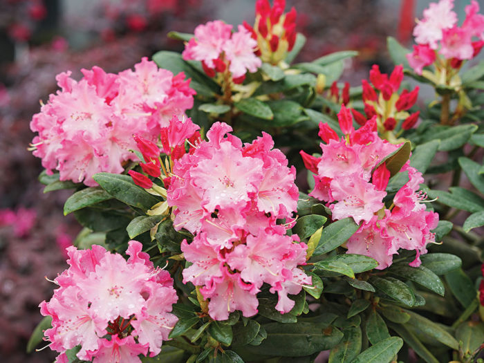 The Best New Plants for 2020 Trees and Shrubs Fine Gardening