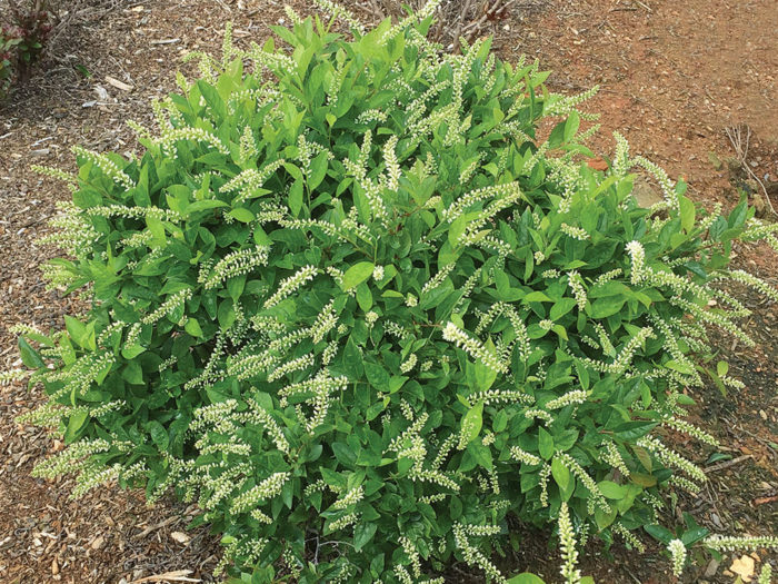 The Best New Plants for 2020 Trees and Shrubs Fine Gardening