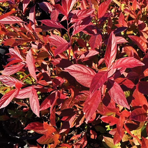 The Best New Plants for 2020: Trees and Shrubs - Fine Gardening