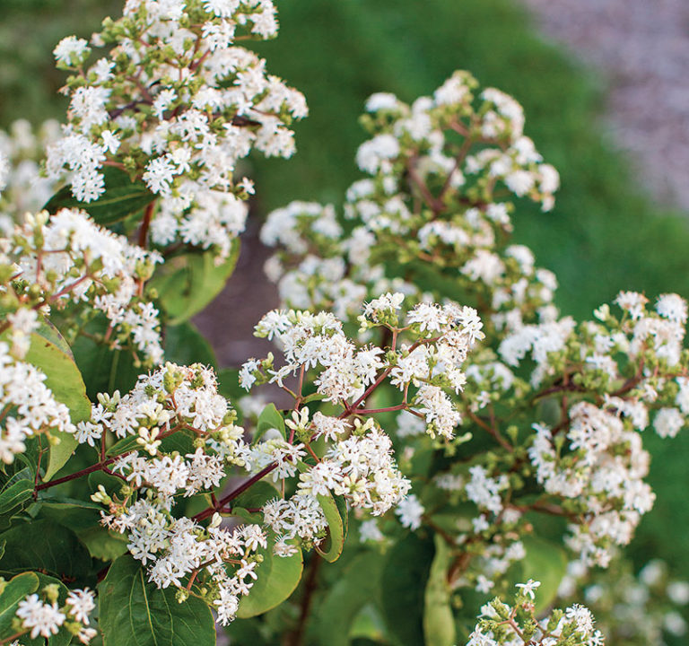 The Best New Plants for 2020 Trees and Shrubs Fine Gardening