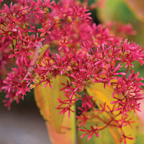 The Best New Plants for 2020 Trees and Shrubs Fine Gardening