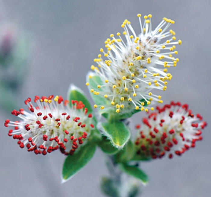 The Best New Plants for 2020 Trees and Shrubs Fine Gardening