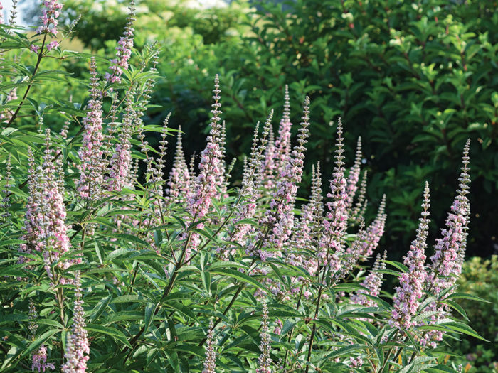 The Best New Plants for 2020 Trees and Shrubs Fine Gardening