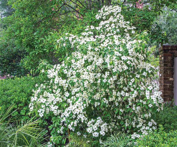 The Best New Plants for 2020: Trees and Shrubs - Fine Gardening