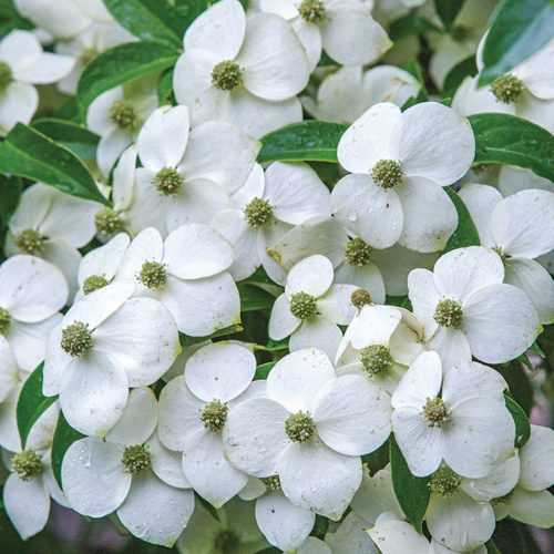 The Best New Plants for 2020 Trees and Shrubs Fine Gardening