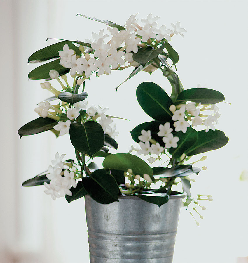 How to Grow and Care for Indoor Jasmine Plants