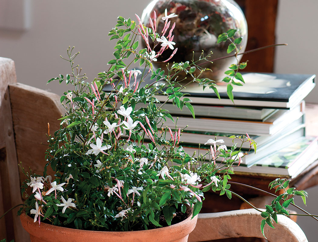 Potted Jasmine