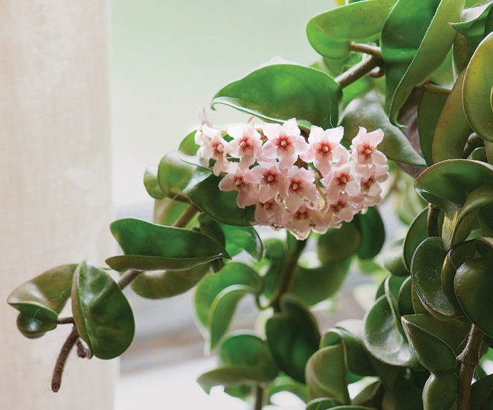 Fragrant Houseplants - Fine Gardening