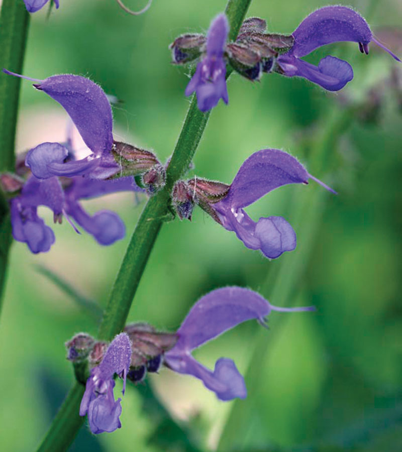 Transylvanian Salvia