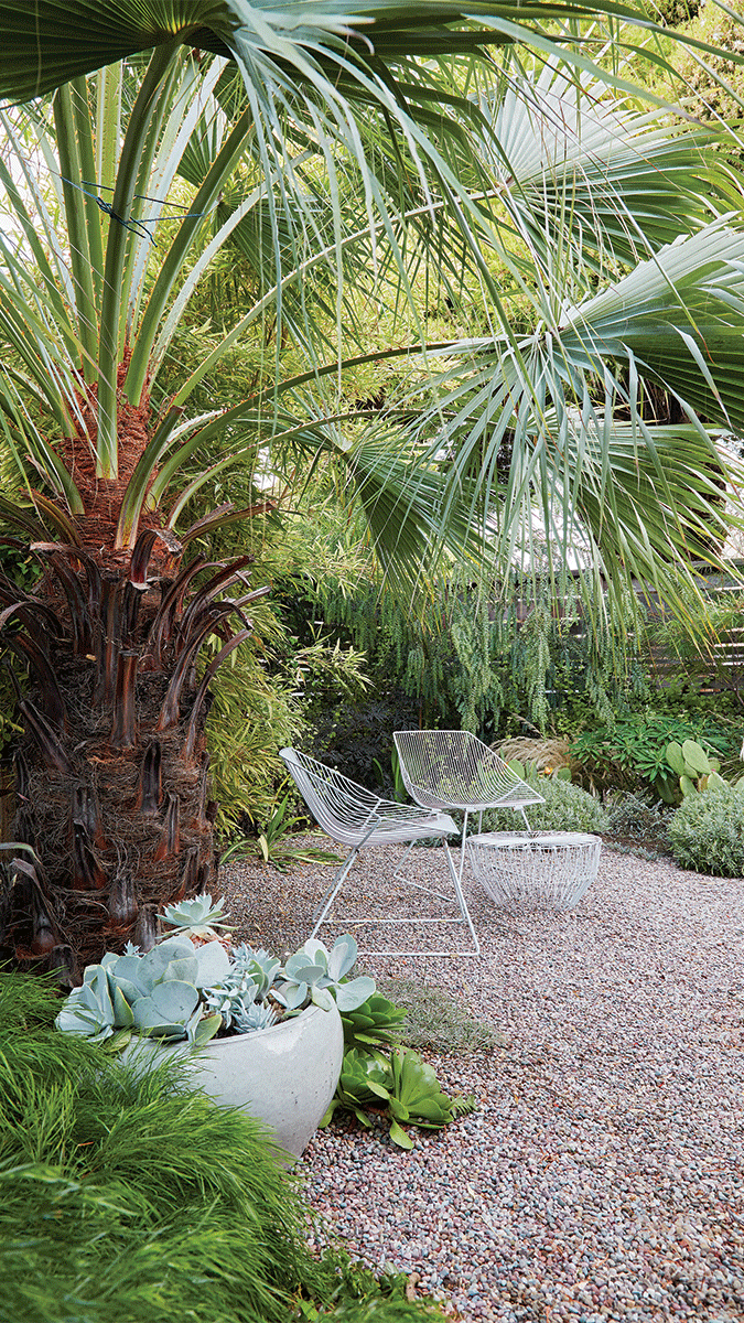 ‘Clara’ blue hesper palm