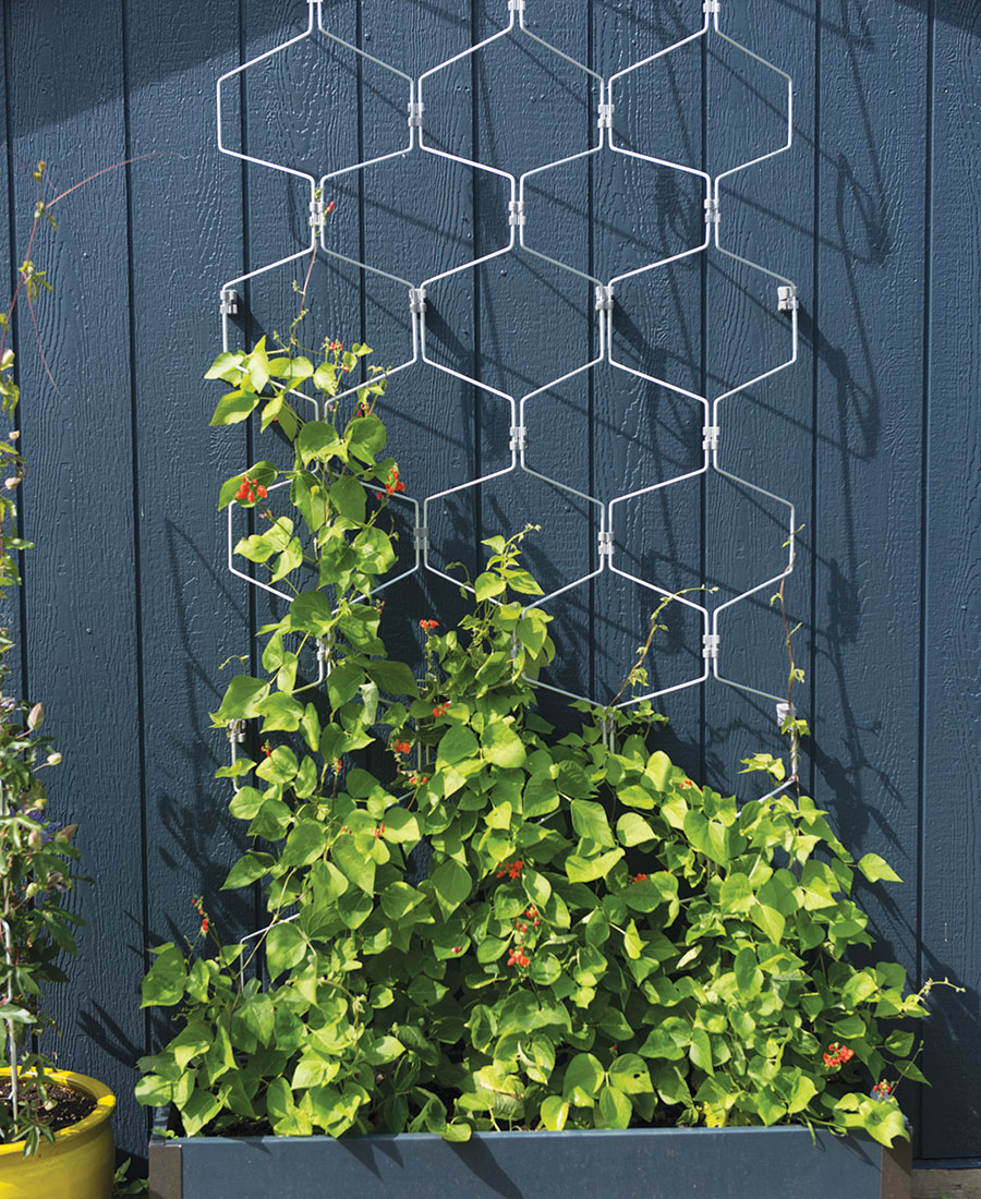 Vertex Wall Trellis