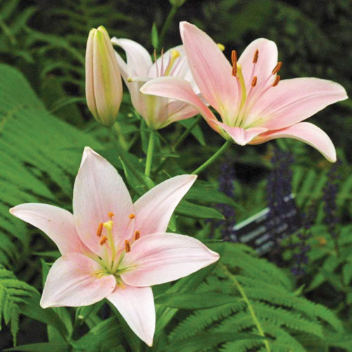 Protecting Your Lilies from the Lily Leaf Beetle - Fine Gardening