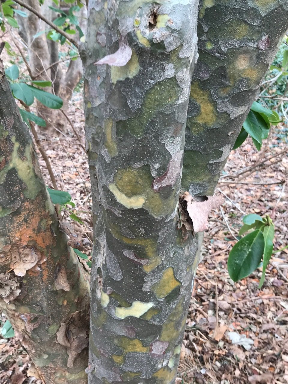 lacebark pine