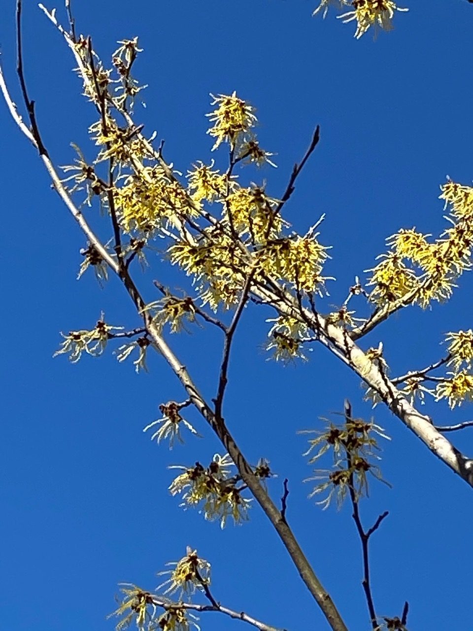 ‘Arnold Promise’ witch hazel