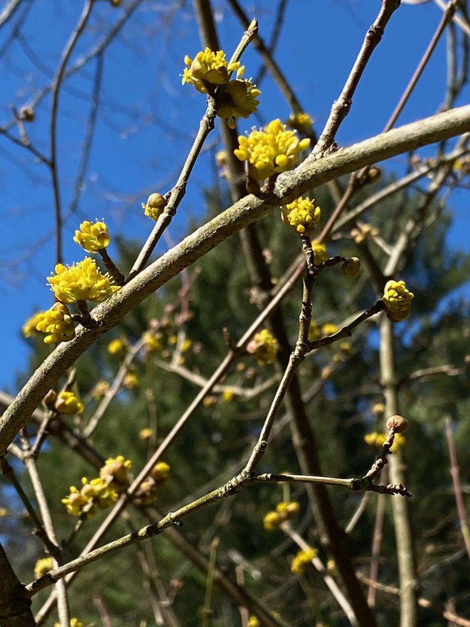 Cornelian cherry dogwood